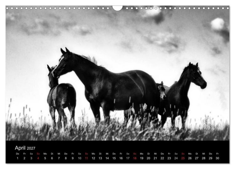 Produktbild: Pferde 2027 Wild Thing (Wandkalender 2027 DIN A3 quer), CALVENDO Monatskalender
