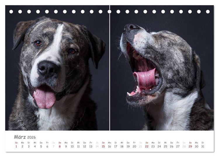 Produktbild: charakterstarke Hunde, wundersch&ouml;ne Hundeportraits (Tischkalender 2026 DIN A5 quer), CALVENDO Monatskalender