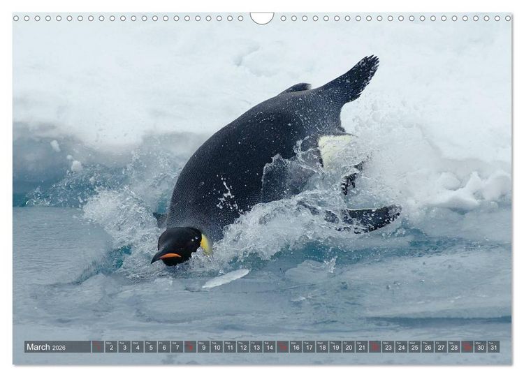 Produktbild: Penguins Unique and amazing birds (Wall Calendar 2026 DIN A3 landscape), CALVENDO 12 Month Wall Calendar