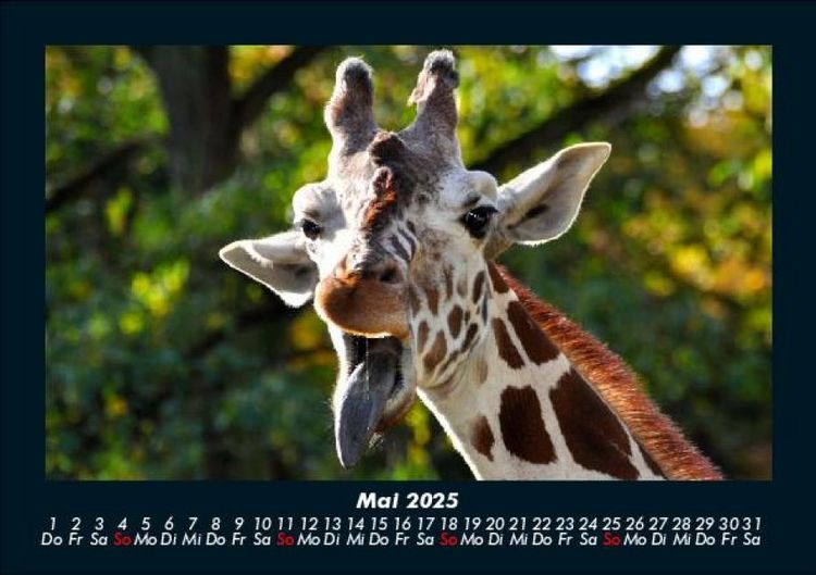 Produktbild: Giraffen 2025 Fotokalender DIN A5