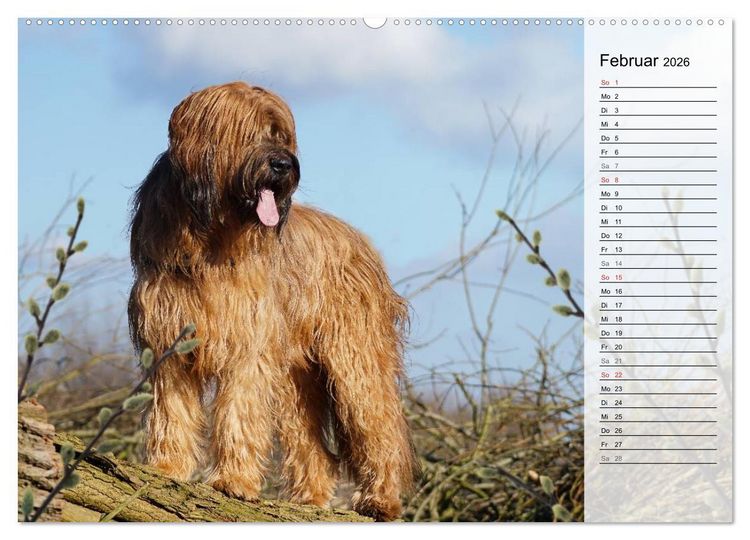 Produktbild: Der Briard 2026 - Ein echter Charmeur (hochwertiger Premium Wandkalender 2026 DIN A2 quer), Kunstdruck in Hochglanz