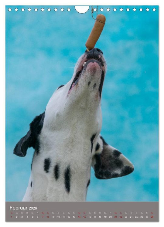 Produktbild: Hundegesichter beim W&uuml;rstchenschnappen (Wandkalender 2026 DIN A4 hoch), CALVENDO Monatskalender