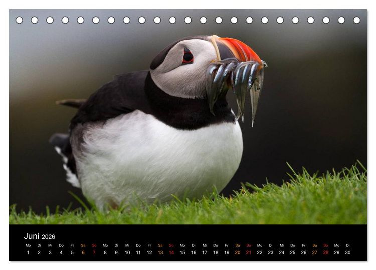 Produktbild: Welt der Papageitaucher (Tischkalender 2026 DIN A5 quer), CALVENDO Monatskalender