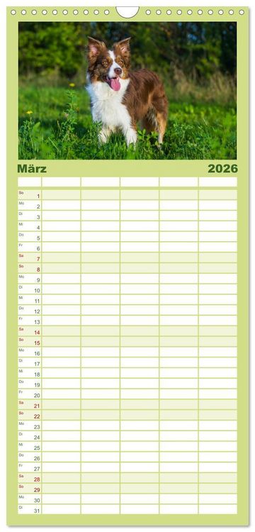 Produktbild: Familienplaner 2026 - Border Collie - Das Universalgenie unter den Hunden mit 5 Spalten (Wandkalender, 21 x 45 cm) CALVENDO
