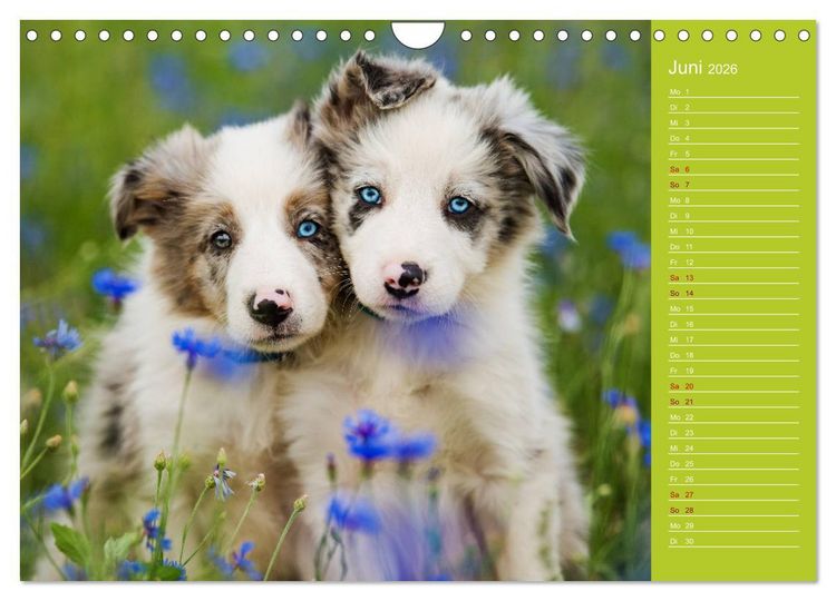 Produktbild: Border Collies - nicht nur schwarzwei&szlig; (Wandkalender 2026 DIN A4 quer), CALVENDO Monatskalender