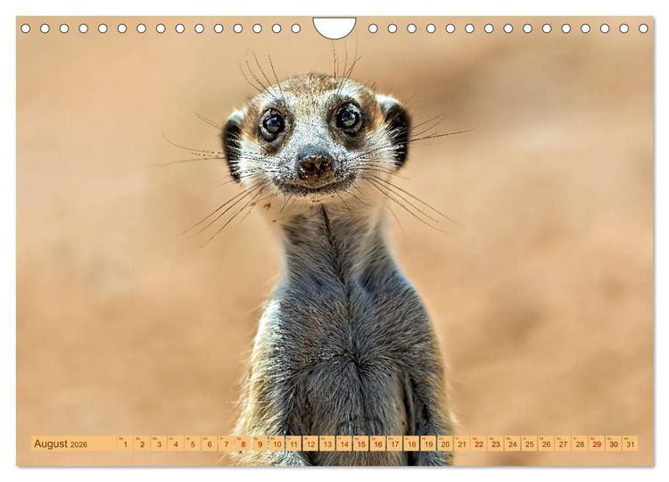 Produktbild: Afrikas Tierwelt - Erdm&auml;nnchen (Wandkalender 2026 DIN A4 quer), CALVENDO Monatskalender