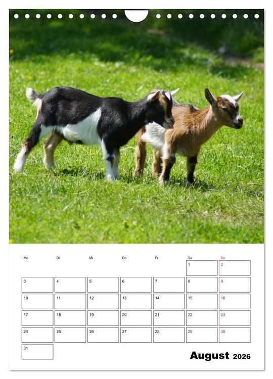 Produktbild: Ziegen Terminplaner (Wandkalender 2026 DIN A4 hoch), CALVENDO Monatskalender