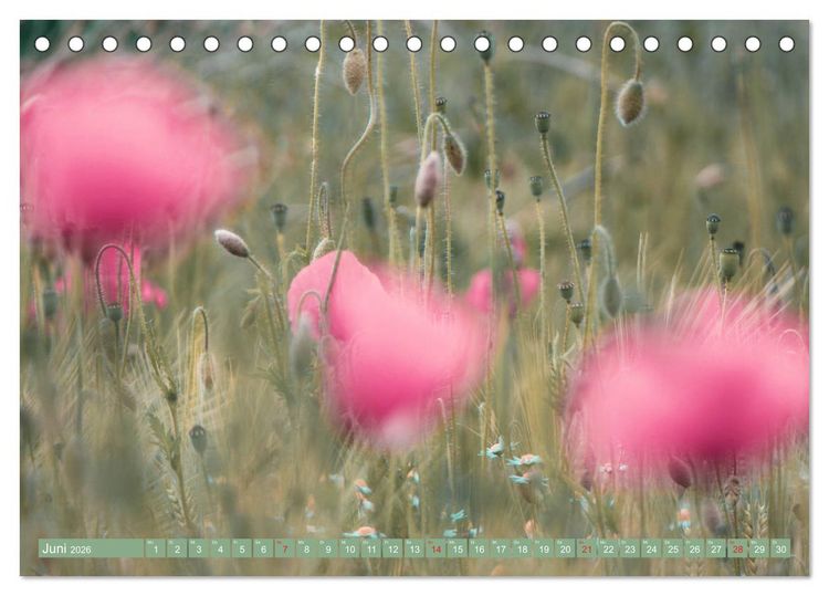 Produktbild: Mohnblumen - Fotografie mit Magie (Tischkalender 2026 DIN A5 quer), CALVENDO Monatskalender