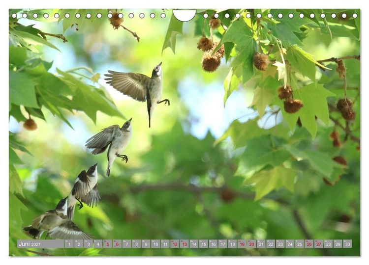 Produktbild: V&ouml;gel im Fluge - Ocells en vol (Wandkalender 2027 DIN A4 quer), CALVENDO Monatskalender
