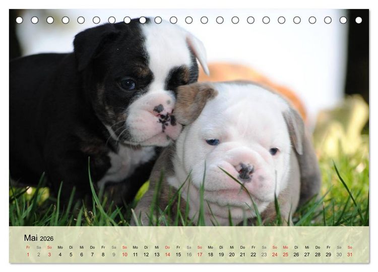 Produktbild: Bulldoggen-Kindergarten (Tischkalender 2026 DIN A5 quer), CALVENDO Monatskalender