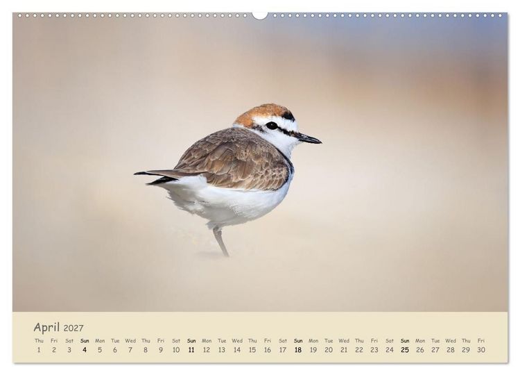 Produktbild: Wild encounters &ndash; Moments in the heart of nature (High Quality Premium Wall Calendar 2027 DIN A2 landscape),CALVENDO 12 Month Wall Calendar