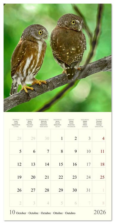 Produktbild: Royaume de nature Costa Rica (Calendrier mural carr&eacute; 2026 30x30 cm) Calendrier double avec une page pour vos prises de notes