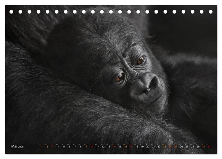 Produktbild: MENSCHENAFFENKINDER 2 (Tischkalender 2026 DIN A5 quer), CALVENDO Monatskalender