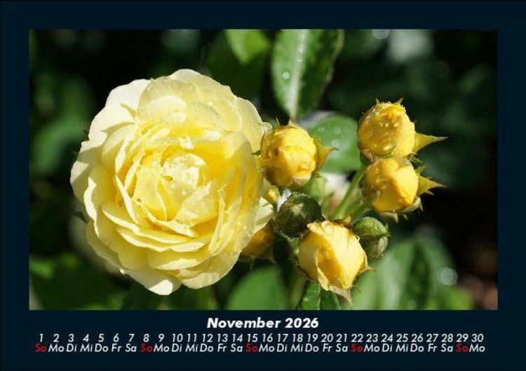 Produktbild: Blumentraum 2026 Fotokalender DIN A5