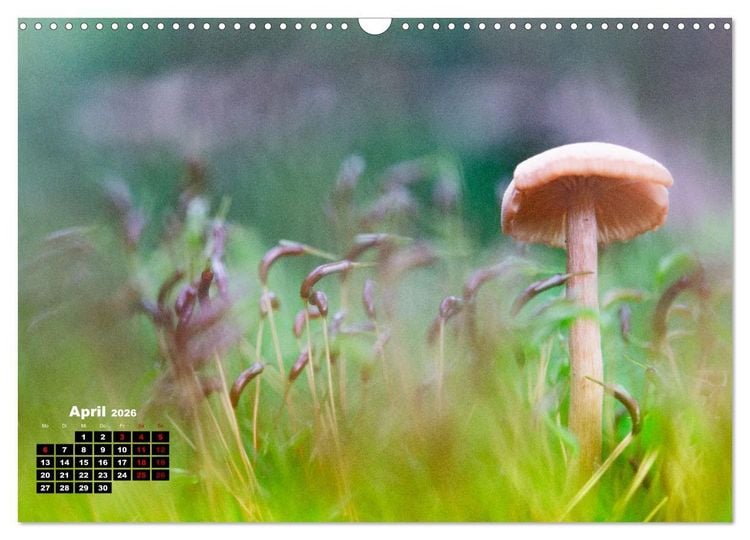 Produktbild: Pilzmagie (Wandkalender 2026 DIN A3 quer), CALVENDO Monatskalender