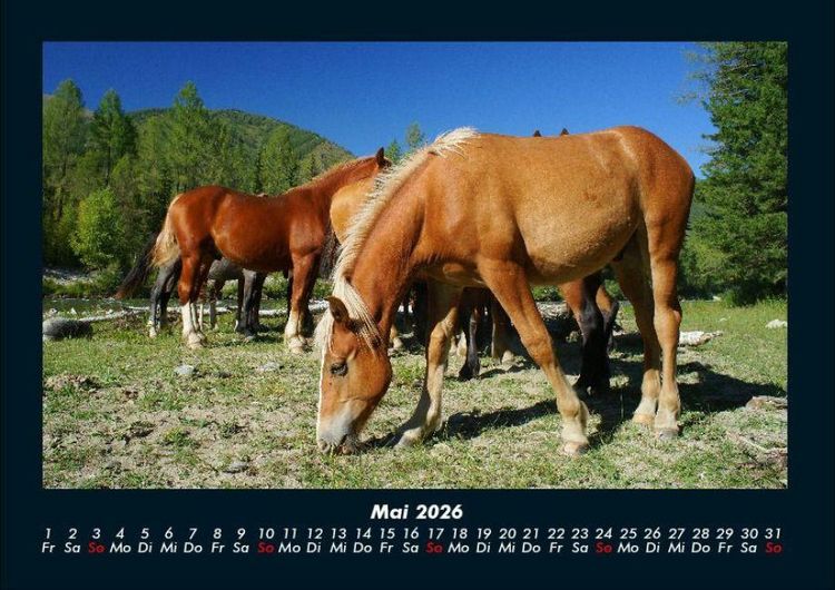 Produktbild: Die Welt der Pferde 2026 Fotokalender DIN A4