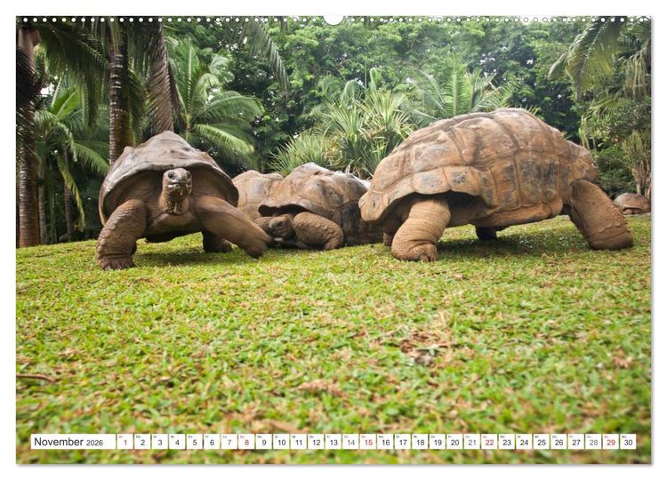 Produktbild: Mauritius (Wandkalender 2026 DIN A2 quer), CALVENDO Monatskalender