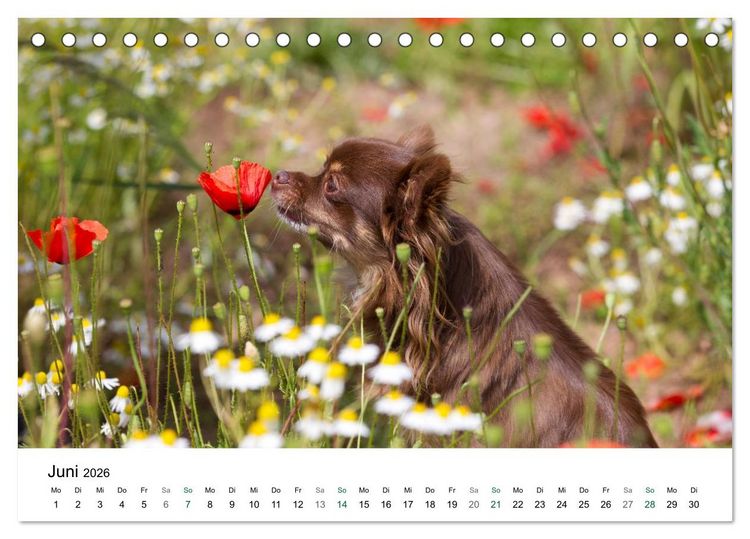 Produktbild: Chihuahuas - kleine Herzensbrecher (Tischkalender 2026 DIN A5 quer), CALVENDO Monatskalender