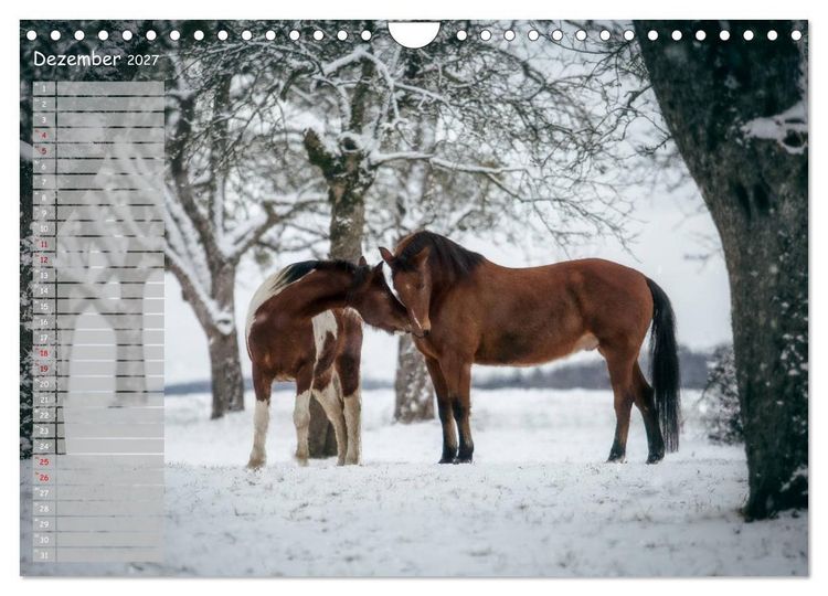 Produktbild: Pferde - Spiegel deiner Seele (Wandkalender 2027 DIN A4 quer), CALVENDO Monatskalender
