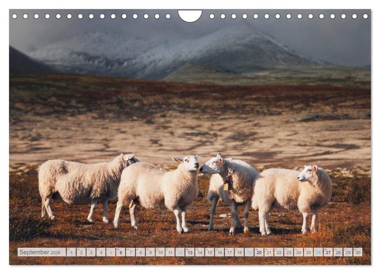 Produktbild: Schafe - Raues Wetter, weiche Wolle (Wandkalender 2026 DIN A4 quer), CALVENDO Monatskalender