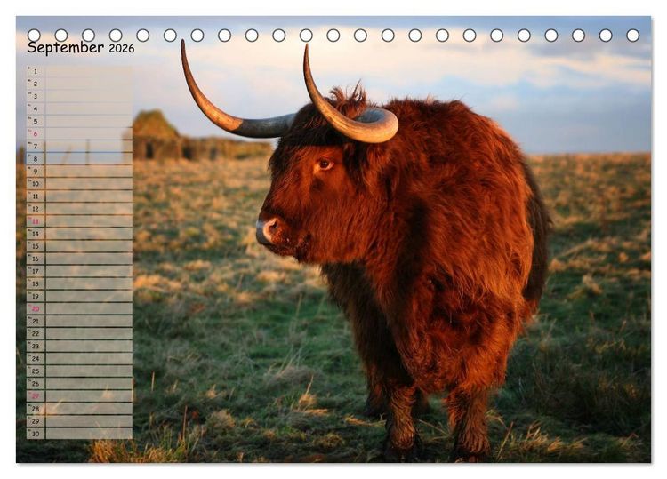 Produktbild: Schottische Hochlandrinder - Highland Cattle im Portrait (Tischkalender 2026 DIN A5 quer), CALVENDO Monatskalender