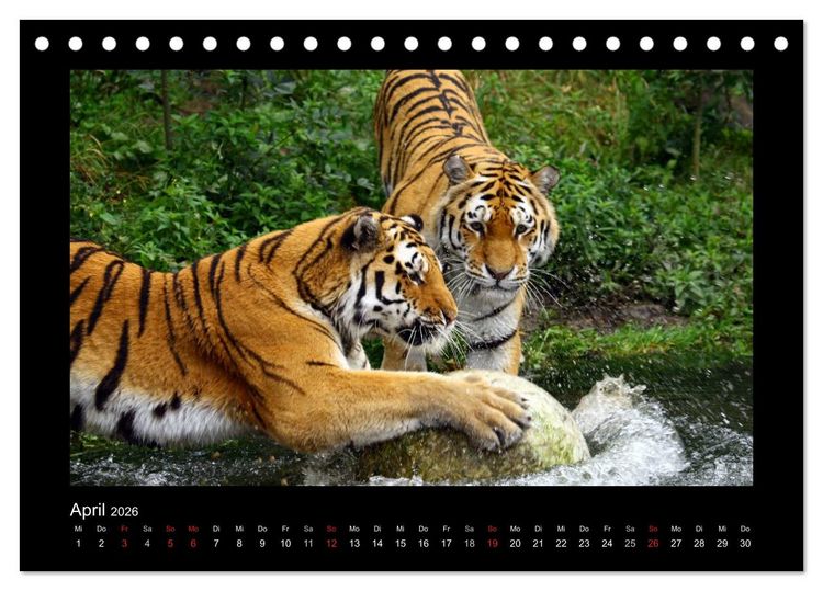 Produktbild: Welt der Katzen - Tiger (Tischkalender 2026 DIN A5 quer), CALVENDO Monatskalender