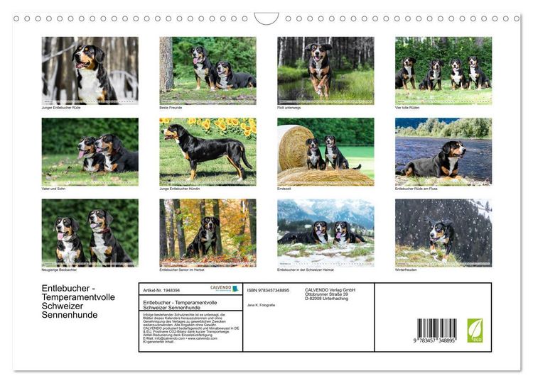 Produktbild: Entlebucher - Temperamentvolle Schweizer Sennenhunde (Wandkalender 2026 DIN A3 quer), CALVENDO Monatskalender
