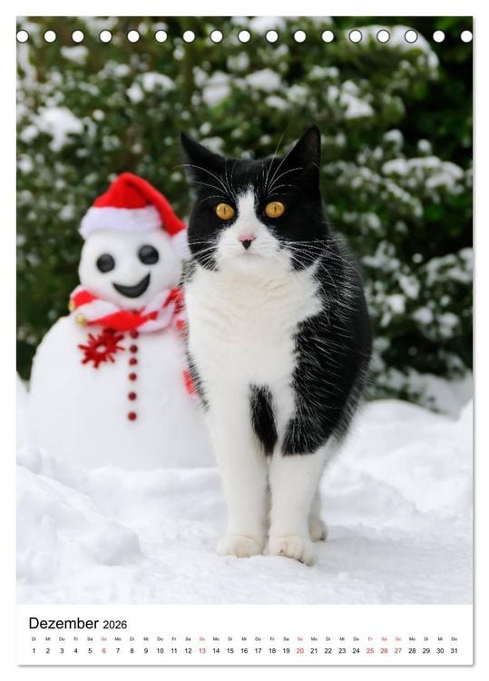 Produktbild: COUNTRY CATS (Tischkalender 2026 DIN A5 hoch), CALVENDO Monatskalender