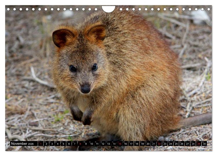 Produktbild: Australiens Tierwelt (Wandkalender 2026 DIN A4 quer), CALVENDO Monatskalender