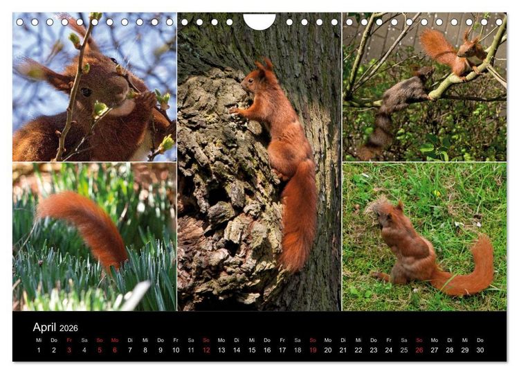 Produktbild: Wilde Eichh&ouml;rnchenwelt! (Wandkalender 2026 DIN A4 quer), CALVENDO Monatskalender