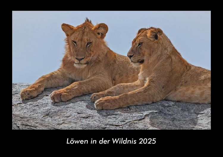 Produktbild: L&ouml;wen in der Wildnis 2025 Fotokalender DIN A3