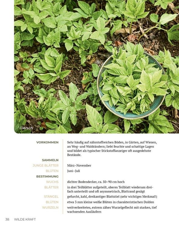 Produktbild: Wilde Kraft