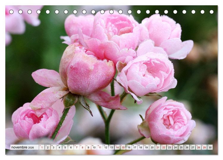 Produktbild: Plaisir des fleurs (Calendrier de bureau 2026 DIN A5 vertical), CALVENDO calendrier mensuel