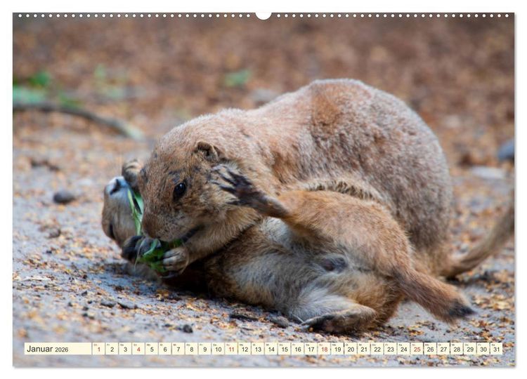 Produktbild: Pr&auml;riehunde - s&uuml;&szlig;e S&auml;uger (hochwertiger Premium Wandkalender 2026 DIN A2 quer), Kunstdruck in Hochglanz