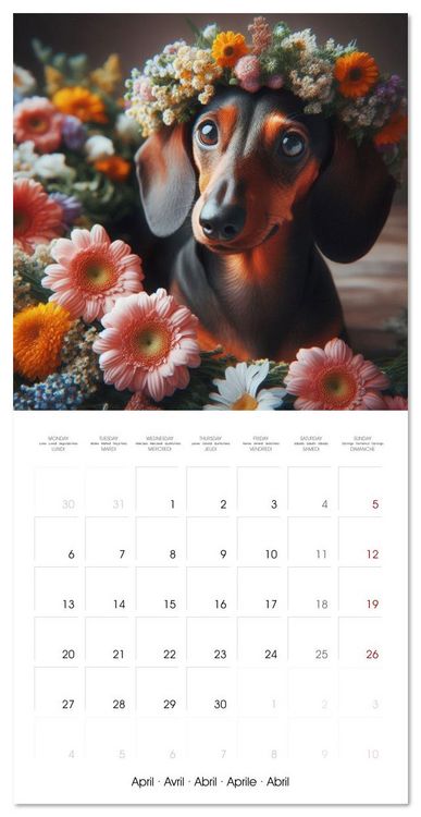 Produktbild: Dachshund Joy and Flower Beauty (Wall Calendar 2026 12 &times; 12 Inch) CALVENDO 12 Month Wall Calendar