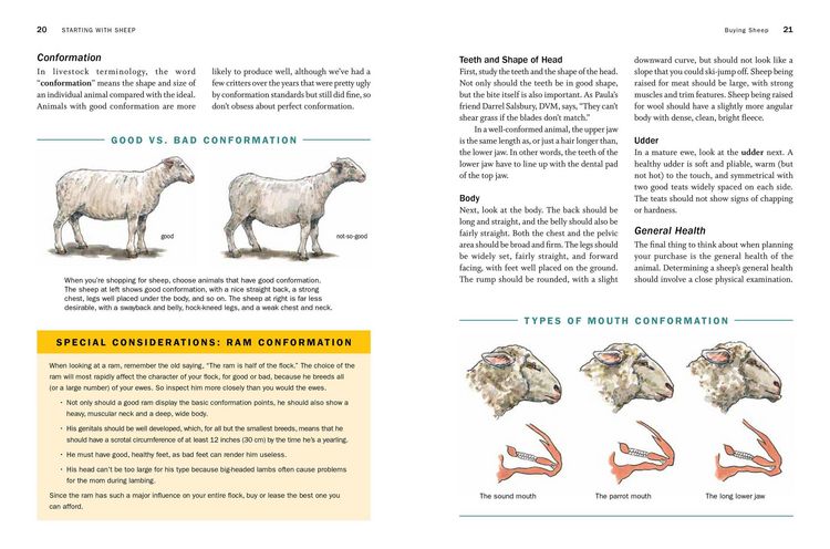 Produktbild: Storey's Guide to Raising Sheep, 5th Edition