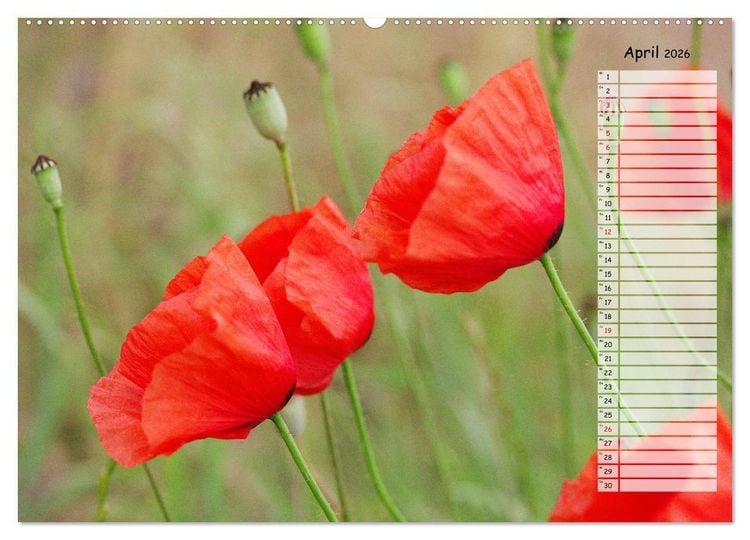 Produktbild: Klatschmohn im Feld (Wandkalender 2026 DIN A2 quer), CALVENDO Monatskalender