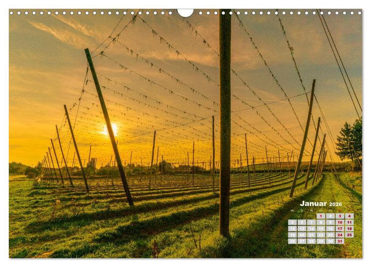 Produktbild: Hopfenland Holledau (Wandkalender 2026 DIN A3 quer), CALVENDO Monatskalender