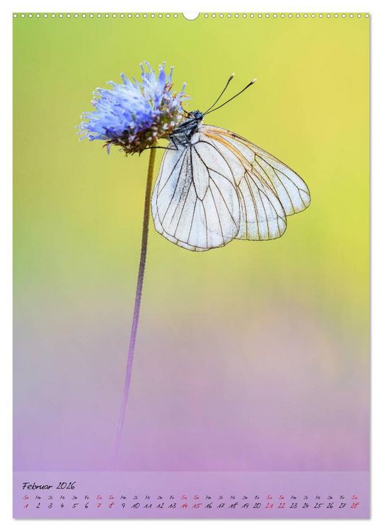 Produktbild: Kunterbuntes Gartenleben - Schmetterlinge in G&auml;rten und Parks (hochwertiger Premium Wandkalender 2026 DIN A2 hoch), Kunstdruck in Hochglanz