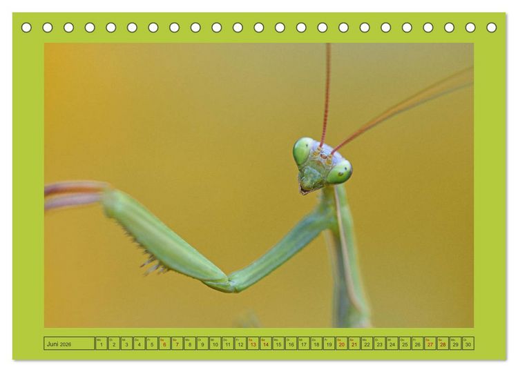Produktbild: Die Gottesanbeterin Mantis Religiosa (Tischkalender 2026 DIN A5 quer), CALVENDO Monatskalender