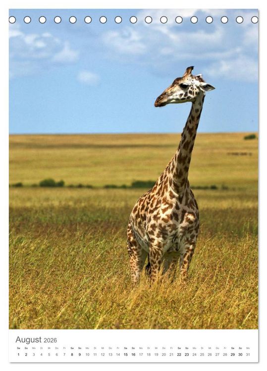 Produktbild: Giraffen - Die Grazien in Afrikas Savannen (Tischkalender 2026 DIN A5 hoch), CALVENDO Monatskalender