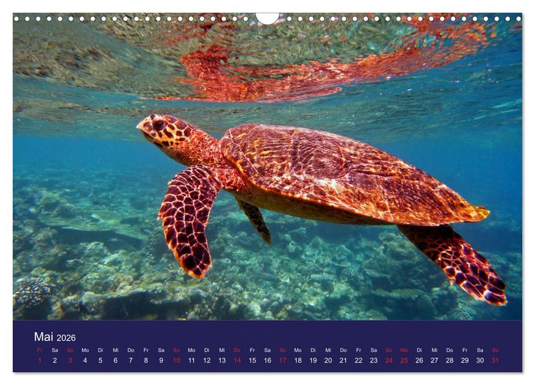 Produktbild: Wunderwelt Korallenriffe (Wandkalender 2026 DIN A3 quer), CALVENDO Monatskalender