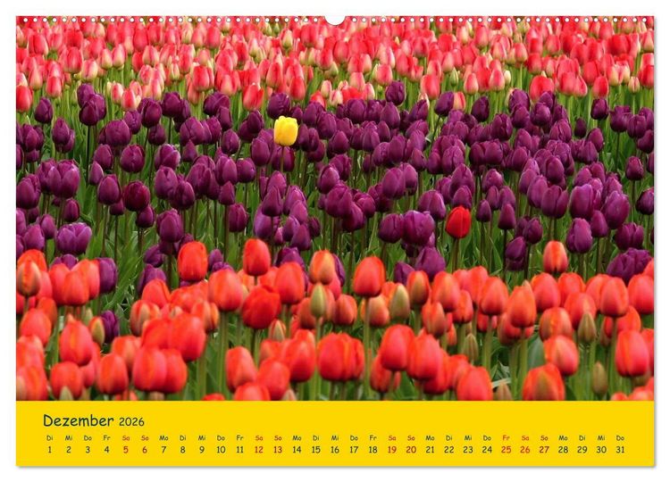 Produktbild: Tulpentraum (Wandkalender 2026 DIN A2 quer), CALVENDO Monatskalender