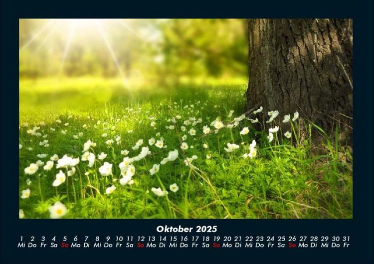 Produktbild: Pflanzen und Bl&uuml;ten 2025 Fotokalender DIN A4