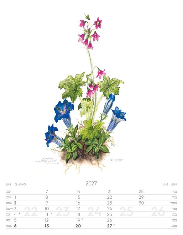 Produktbild: Alpenblumen-Aquarelle Kalender 2027