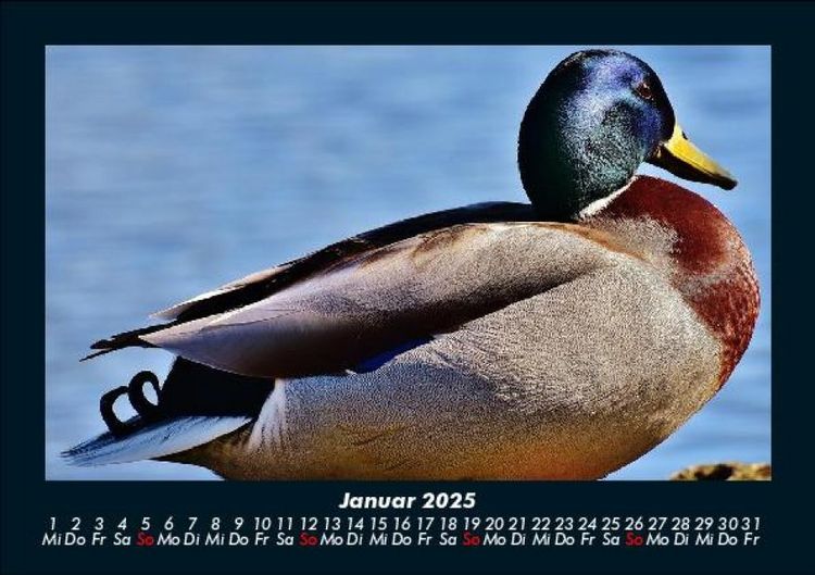 Produktbild: Enten 2025 Fotokalender DIN A5