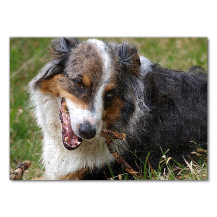 Produktbild: Lais Puzzle Australian Shepherd 500 Teile
