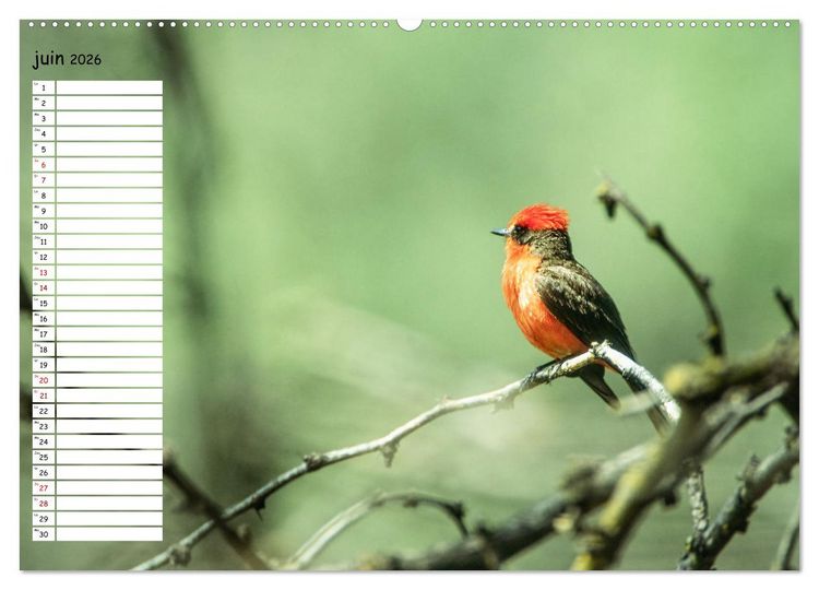 Produktbild: Arizona, une rencontre avec la nature (Calendrier mural 2026 DIN A2 vertical) calendrier de bureau