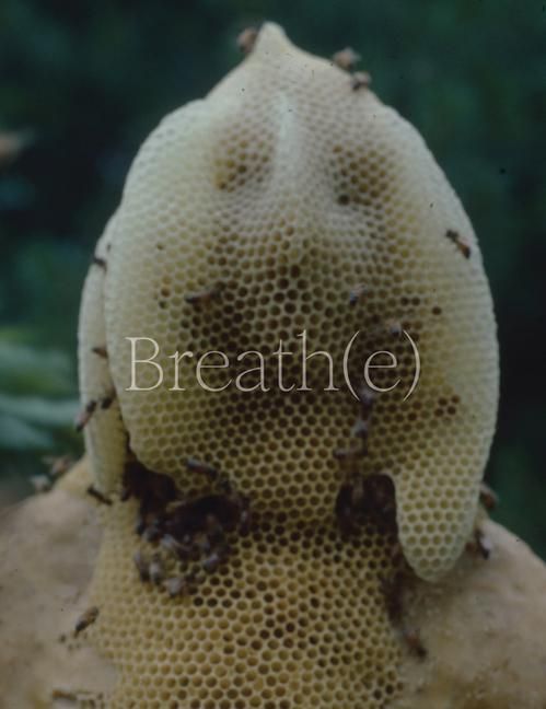 Produktbild: Breath(e): Toward Climate and Social Justice