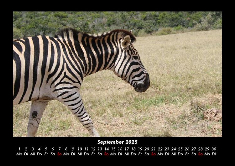 Produktbild: Welt der Tiere 2025 Fotokalender DIN A3